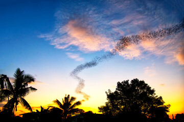 Fototapeta premium A lot of bats flying out of the cave to forage at Noen Maprang district, Phitsanulok, Thailand