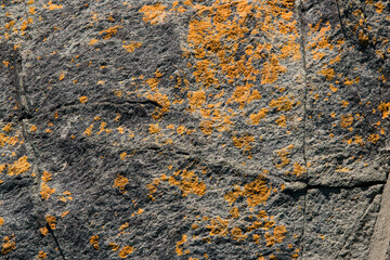 a gray weathered rock covered in yellow lichen