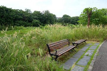 bench in the park