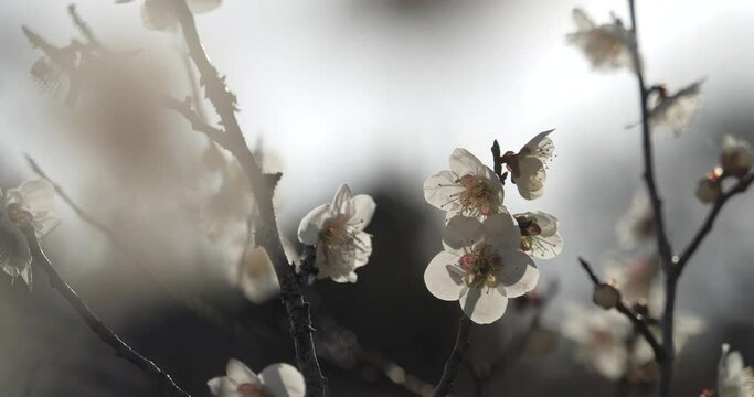 Video of White Plum Blossom fixed photography.
