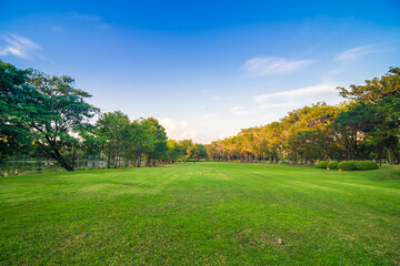 Green tree forest with green grass in public park sunset