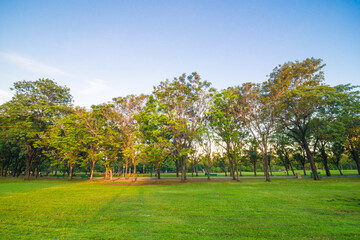 Green tree forest with green grass in public park sunset