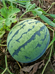 watermelon growing in the field in summer.
