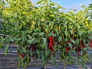 Red chili pepper growing  in a chilli field