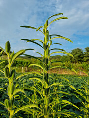 The appearance of Sesame in the field.