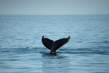 Fototapeta premium Humpback Fluke