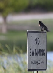 Red-winged black bird and no swimming sign