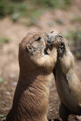 Prairie dogs's cheeks