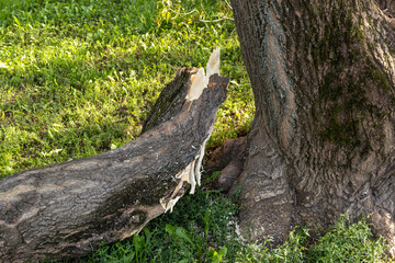 A large branch of an old tree broken off by a storm on the grass. A strong wind broke off a tree branch. Consequences of the storm. Damaged tree