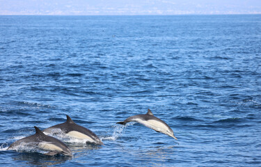 Fototapeta premium group of dolphins