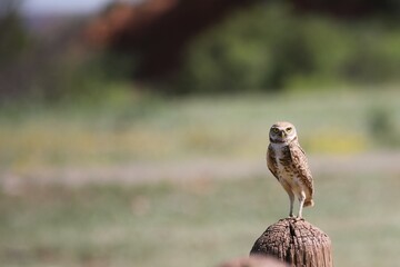 Burrowing owl