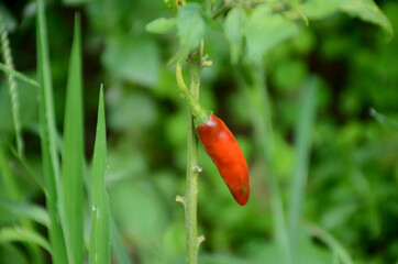 closeup the red ripe chilly with leaves and plant growing in the garden over out of focus green brown background.