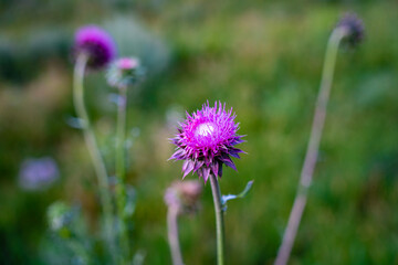 High Uintas, Utah, USA