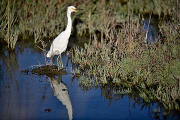 Snowy Egret - Egretta thula