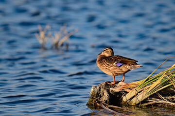 Mallard Duck - Female