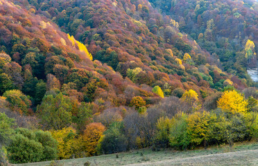 Autumn colorful foliage in a mountain forest