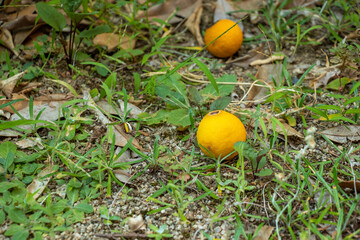 地面に落ちた柑橘類の実