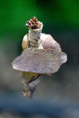 Bagworm in the Intag Valley, outside of Apuela, Ecuador