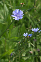 Chicory flower blooming, common chicory also known as witloof chicory, blue daisy, blue dandelion, wild succory, blue – sailors