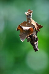Bagworm in the Intag Valley, outside of Apuela, Ecuador