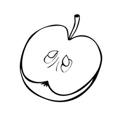Vector half of an apple. Contour of cut fruit. Outline hand drawn illustration, clipart, design element in doodle style, isolated