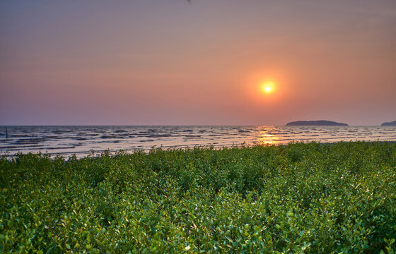 sunset at the sea with green mangrove tree in foreground
