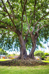 Large, old, towering banyan tree on Maui.