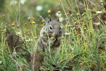 squirrel eating flower