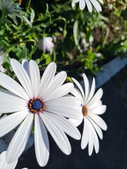 Fototapeta premium daisies