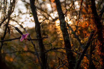 Flower in the morning sunlight
