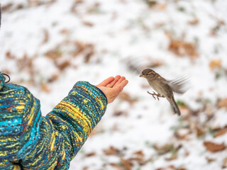 Hungry Sparrow sits on boy's hand and eating seeds