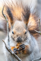 The squirrel with nut sits on tree in the winter or autumn. Eurasian red squirrel, Sciurus vulgaris.
