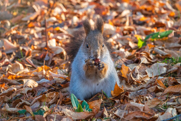 Autumn squirrel with nut on green grass with fallen yellow leaves