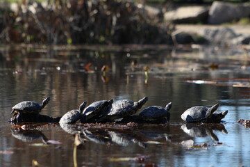 Tortugas