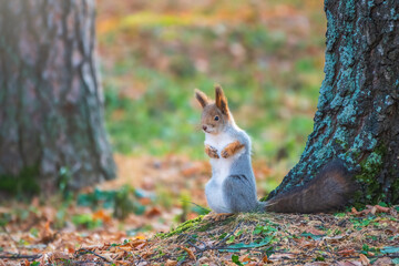 Autumn Squirrel standing on its hind legs on on green grass with fallen yellow leaves