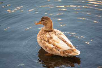 Yellow colored Mallard female Duck swims in the pond. Animal polymorphism