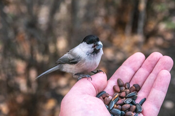 A willow tit sits on a man's hand and eats seeds. Hungry bird willow tit eating seeds from a hand during autumn