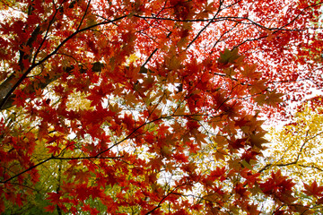 もみじ　紅葉　箕面公園