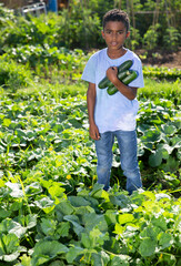 Portrait of boy picking cucumbers on the farm. High quality photo