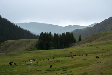 Grazing horses in green mountains. Countryside nature.