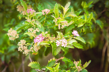 pink and white flowers