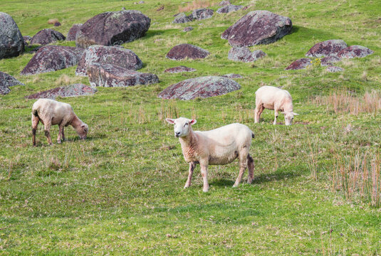 Sheep at Stony Batter, Waiheke Island, Auckland