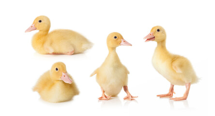 little yellow ducklings isolated on white background.