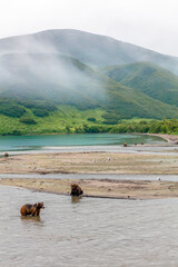 Russian Brown Bears Fish For Salmon On a Misty Lake with Green Hills