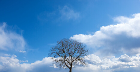 落葉樹と冬の空
