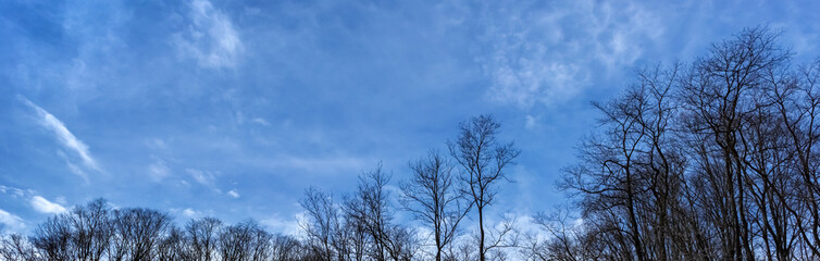 Fototapeta na wymiar 落葉樹と冬の空