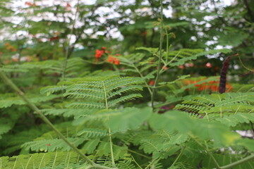 Roadside flower (Caesalpinia pulcherrima)