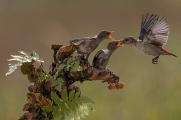 Beautiful bird hovering  for feeding her chick in the bright morning with bokeh background.