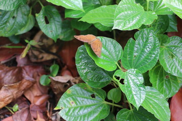 Chocolate Pansy, one of the most common butterflies in Singapore, on the fresh greens.