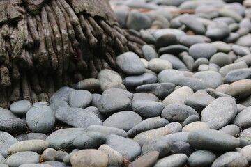Small and smooth stones surrounding stump of palm tree.